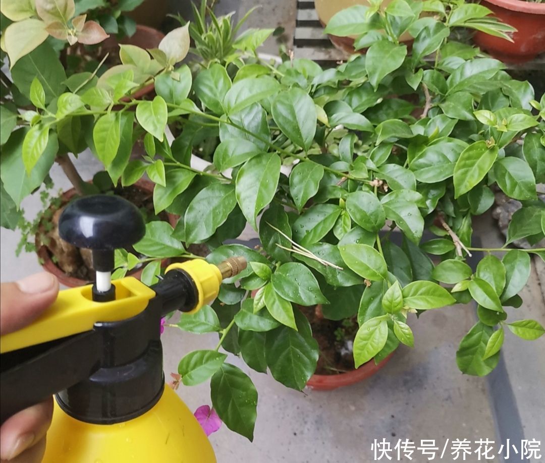 枝条|三角梅有“3喜1怕”，想要开花满盆，就要这么养