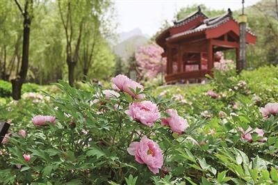 高山|高山牡丹绽初颜 延长花期邀您赏