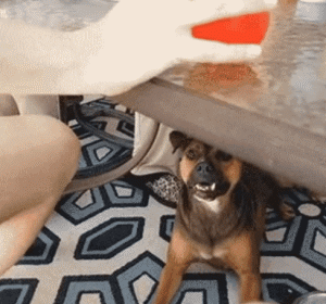 |搞笑GIF:爱妃别怕,朕帮你人工呼吸!