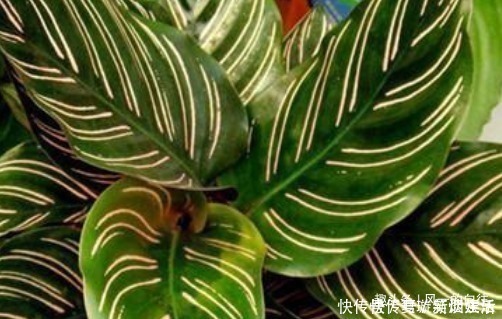 阳光|这3种花最怕阳光，越阴凉越生长的旺！阳光晒反而活不长