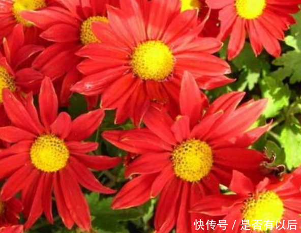 新手养花 不如养盆花中精品 小红菊 花色红艳似火 快资讯