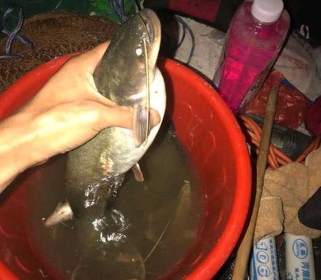 刺激|野钓鲶鱼,非常刺激,常用的垂钓方法有哪些呢