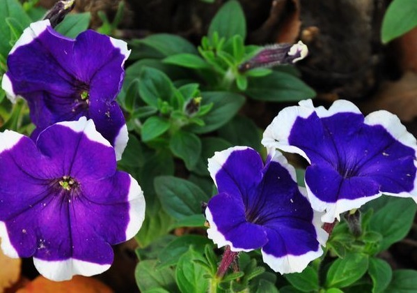 家里有小院,不妨养这些花朵,花期长又美貌,花儿开成团,超漂亮