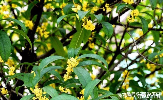 院子栽树有讲究,栽对能旺宅,这3种树不能出现!我家就栽错了