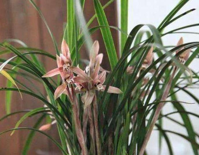 12月养兰花,3个动作操作不当,兰花花梗少,还容易消苞