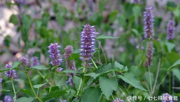 叶子|农村里3种香草,嚼2片叶子都可去口臭,最后一种还能健胃助消化