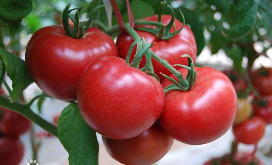 番茄红素抗氧化效果是β-胡萝卜素的2倍多，西瓜、粉红葡萄柚里也有！