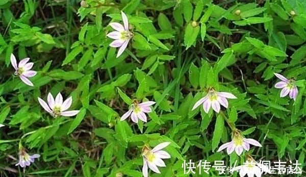 野草|田边的一种野草,你若见到别破坏,价值珍贵的很,50元一斤