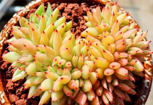 名字很洋气的多肉艾克魂，你知道它是什么品种缀化而形成的吗？