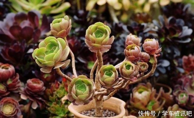 多肉要想顺利度夏,牢记四个词,不出状态也能保命,操作更不难!