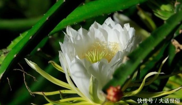 以下4种植物适合新手养,一个月不浇水照样长,懒人党的福音!