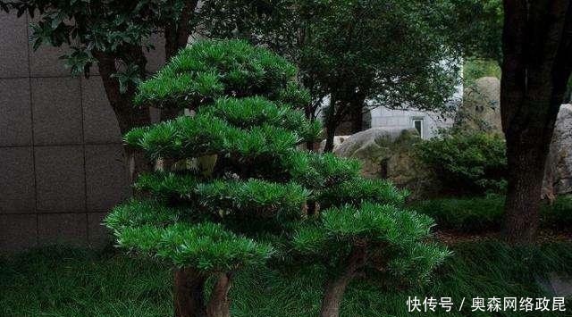 扦插|种棵罗汉松,招财又长寿,嫌太贵自己种,一根枝条就能活!