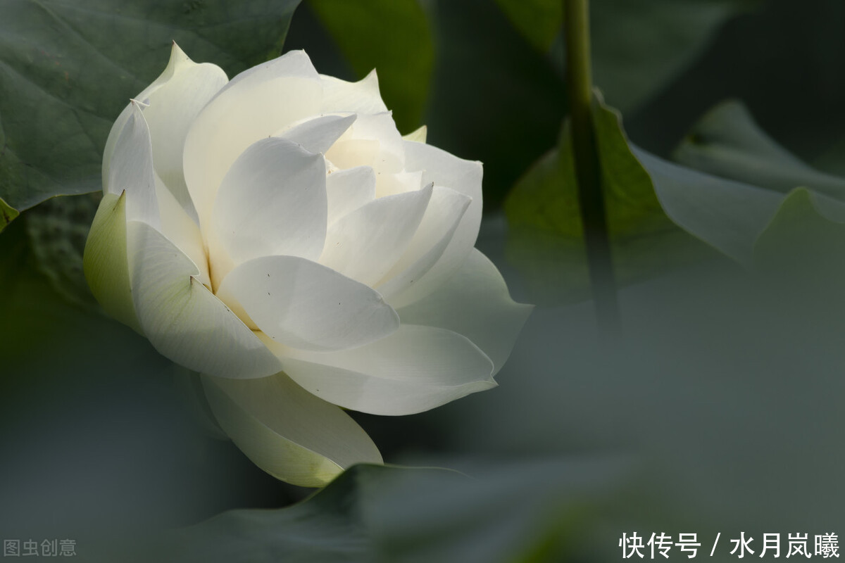 繁华|漫卷时光，岁月留香，倚窗听雨思韶华，静数流年入烟霞