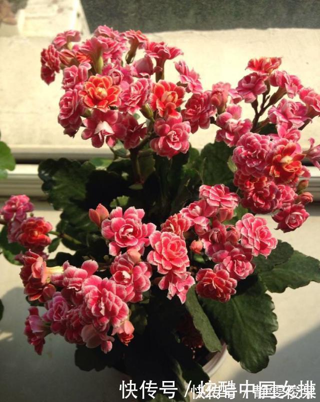 花瓣|长寿花里的“5个经典品种”,各有各的美,看完都想养一盆