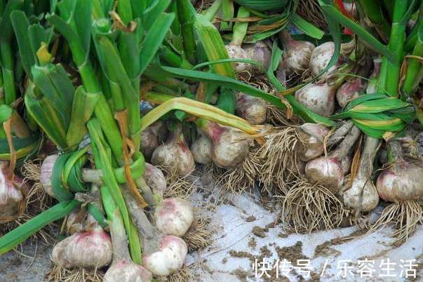 技巧|新蒜大量上市,教你2个保存技巧,趁着新鲜多买点,够吃一整年