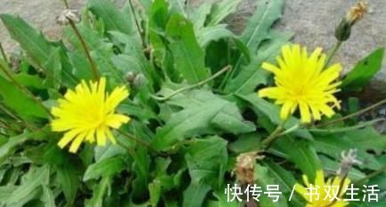 养颜|女性推荐常吃3种食物，排毒养颜、改善体质，早知更健康