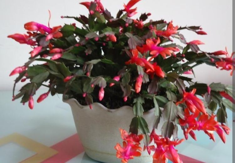 冬天|蟹爪兰冬天有“4怕”,养护方法不对,花苞容易凋落