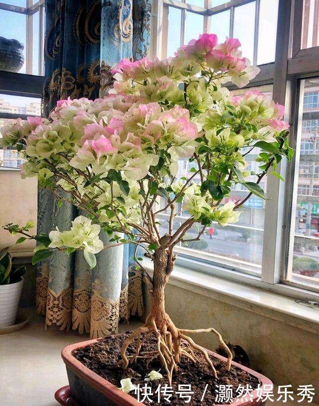 三角梅春天有“4喜”,做好了花叶一起窜,开满一树花