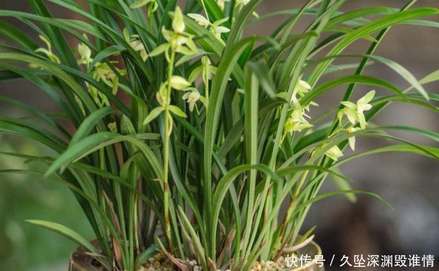 兰花一年只用2种肥,选对时机用,蹭蹭冒新芽,呼呼长花苞