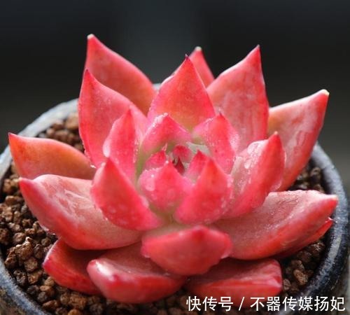 备受欢迎的10款红色系多肉，很珍贵，请收藏！