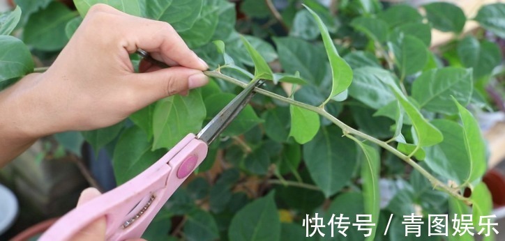 新芽|三角梅花谢后要会剪,剪对接着开花爆盆,剪错一朵花都不开