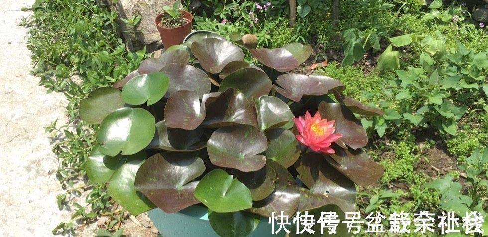 花量|9种漂亮花,热不死晒不怕,开花大半年,没有病虫害,38度成花海