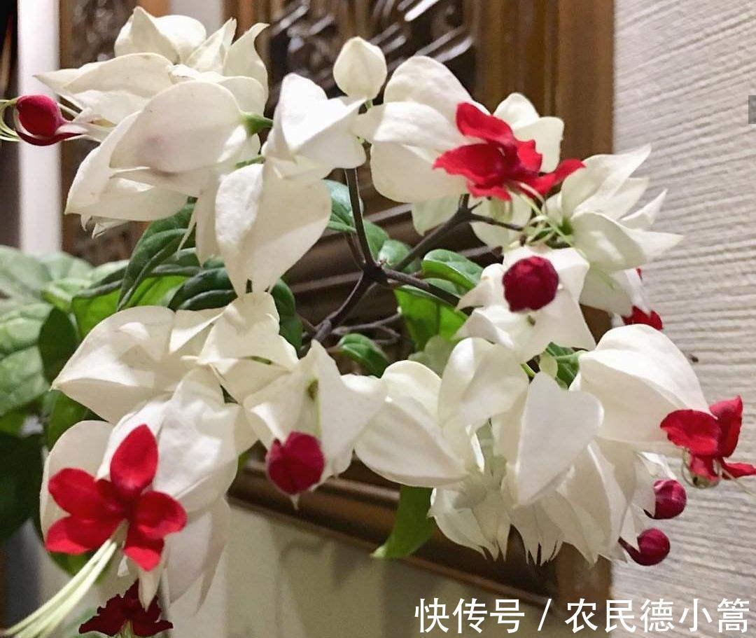 养花试试这款，室内盆栽观赏也能多季节开花