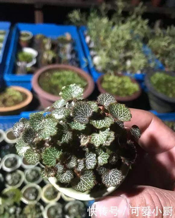 天生“体阴”的6种花,晒太阳易黄叶,阴一点反而长得绿油油