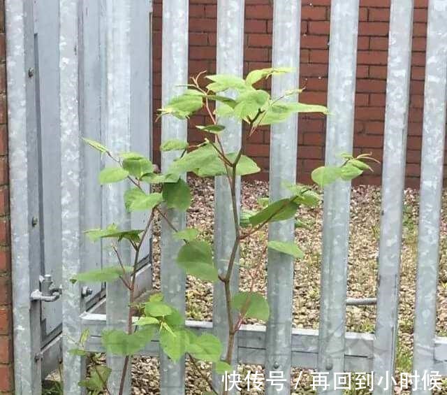 屋前屋后见到这草,二话不说赶紧拔,小心爬的满家都是!