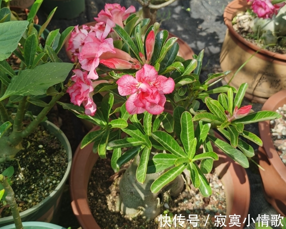 花芽|带大肚子的沙漠玫瑰，养护多注意这5点，霸气镇宅，开花比月季美