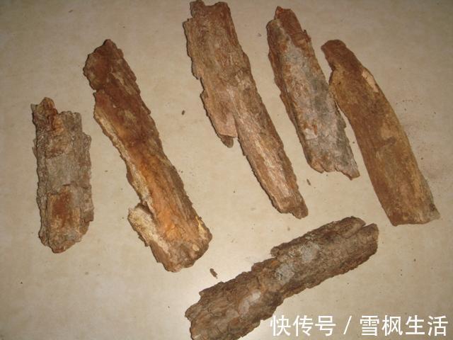 前列腺炎|一种寻常树皮,是慢性前列腺炎的对头!水边常见,少有人识