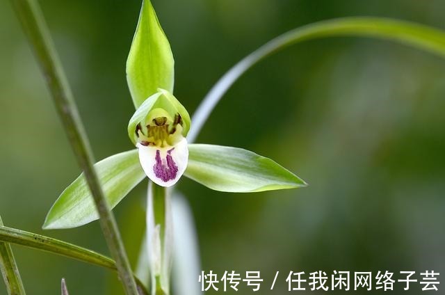 兰友|松针土的秘密,不在松针,也不在土,很多人种植兰花都用错了