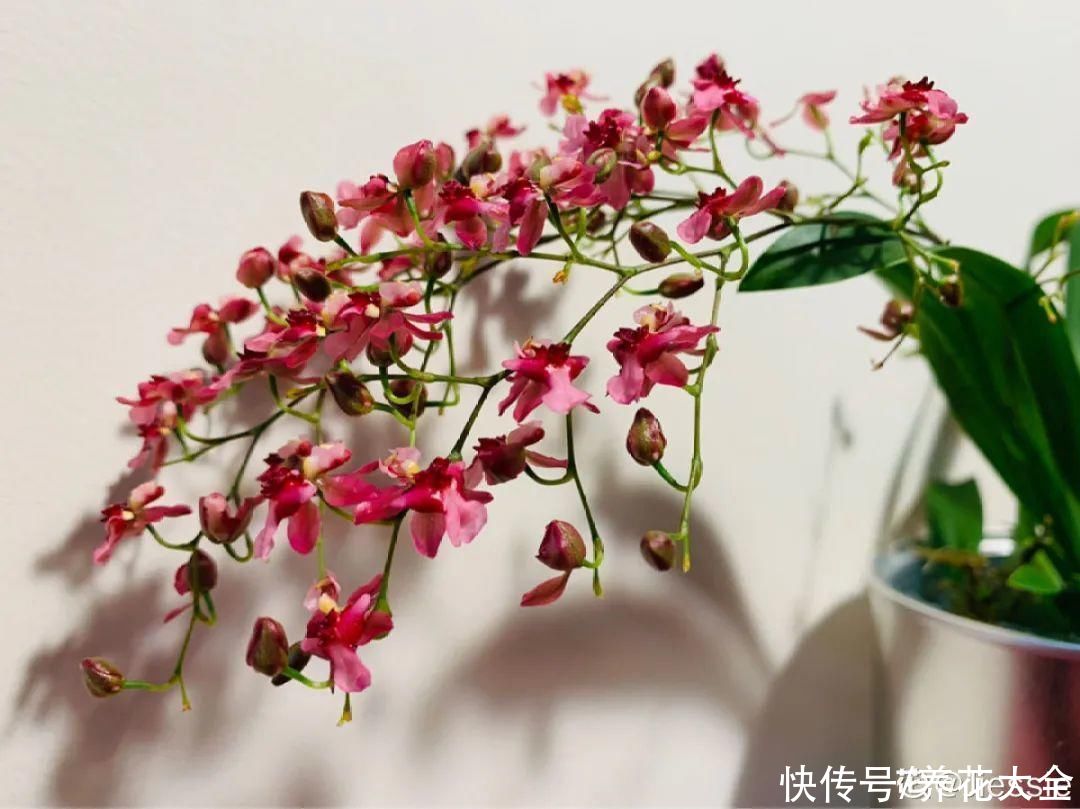 冬天好养的花,皮实不娇气,颜值高上档次,咋养都开花