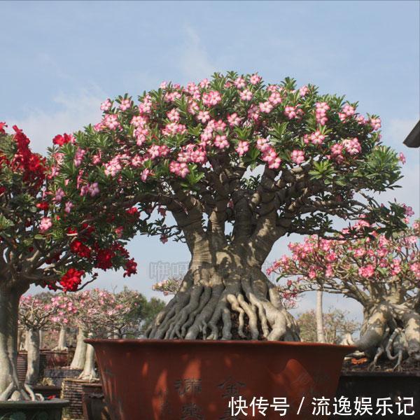 金枝玉叶|7种“富贵花”能活一百年,越养越值钱,家里的“摇钱树”