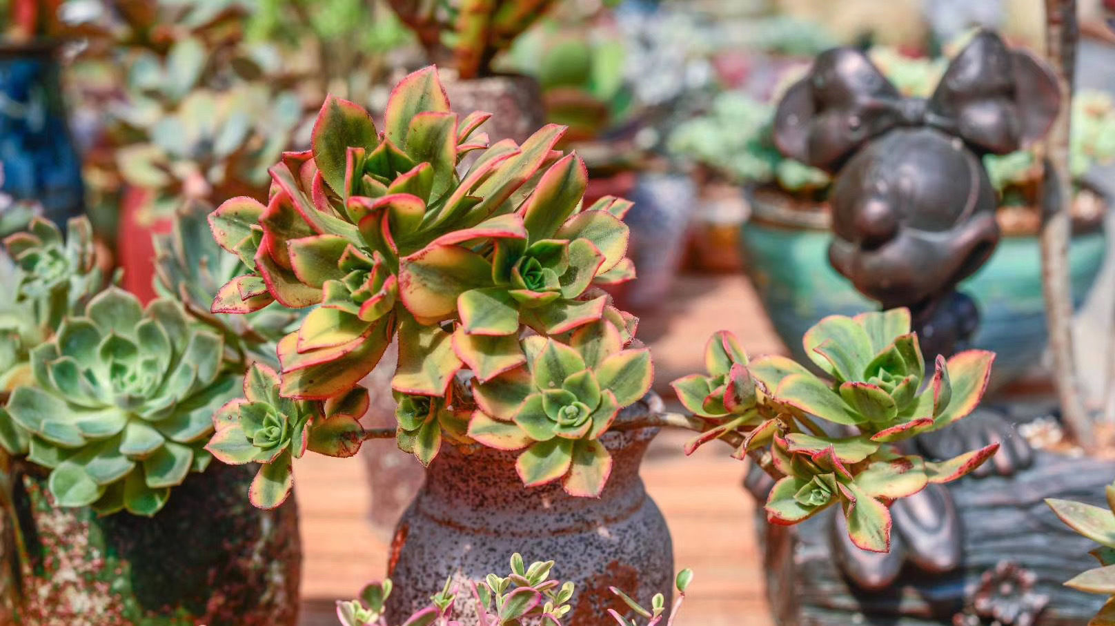 给多肉植物浇水那么简单,你为什么总是做不好