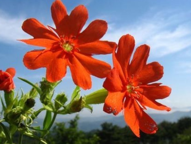 此花鲜艳而优雅,在阳光的照耀下显得更加显眼夺目,象征孤独的美