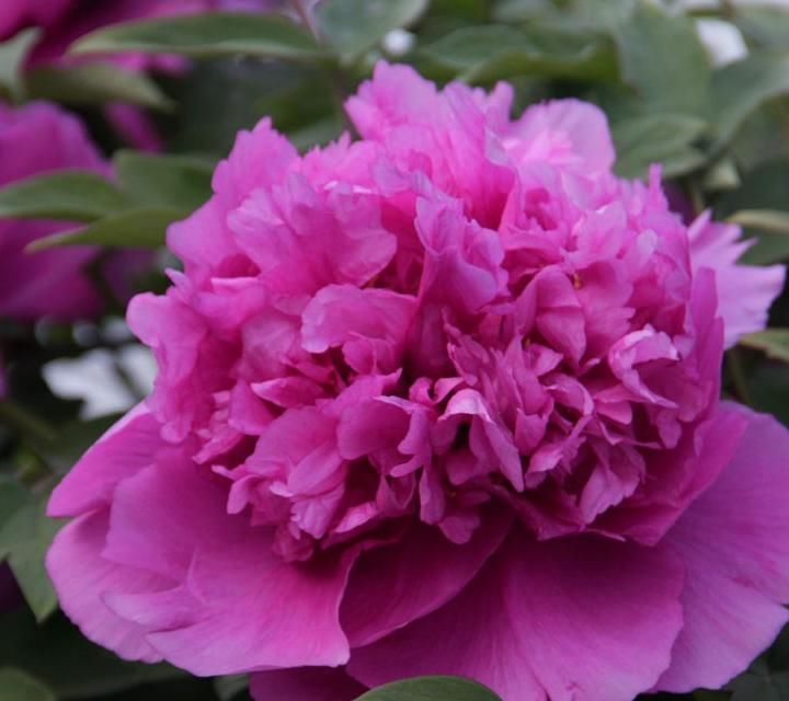 佛焰苞|快扔掉家中发财树,真正好看还能净化空气的是这几种,高级又漂亮