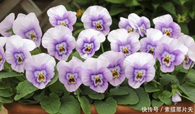 3种花适合家养,一年四季开花不断,养出一个小花园,新手也爆盆