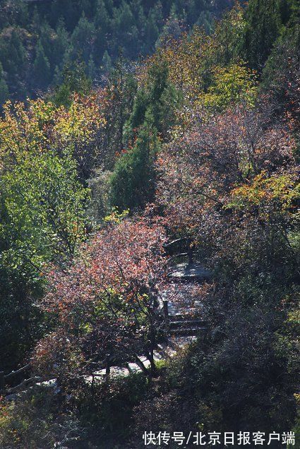 专家们|北京周口店有片华北最壮观黄栌观景区，红叶媲美香山