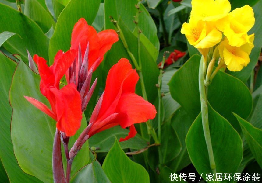 绿植净化空气，买什么样的好？我推荐5种给你，试一下效果