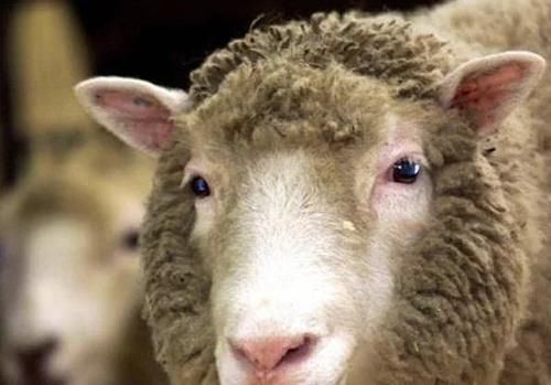 多莉 当年克隆成功的羊“多莉”,如今怎样了呢变成了怪物