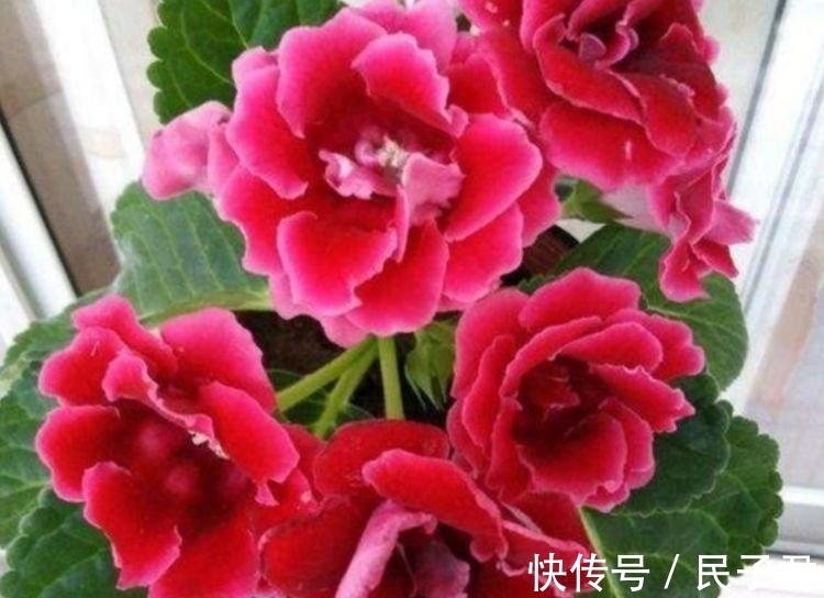 养花就养这几款，全年开花不停，漂亮花期长，花香飘满屋