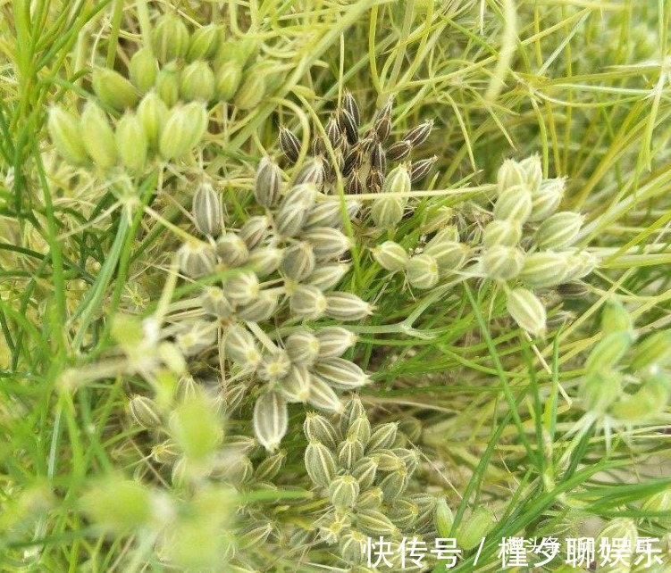 田间|孜然祛寒除湿，杀菌抑菌，植物孜然种植四要点，收获高品质孜然来