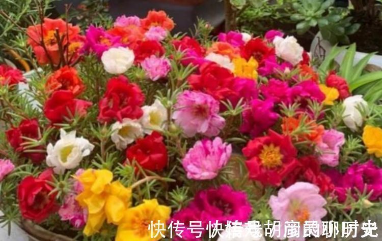 朱顶红|家里养上4种花,直接变成小花园,开花又大又艳,比牡丹美