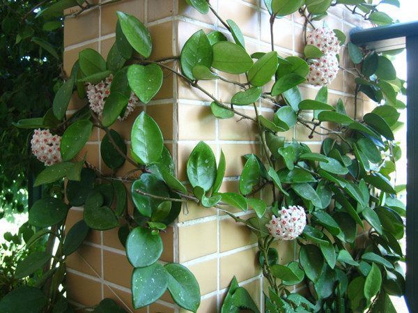 别再养绿萝吊兰了,此花美丽又芳香,扔进花盆就能活,四季有花赏