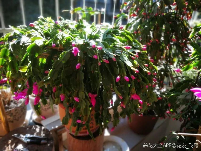 最小的盆，养最牛的花，还能开爆盆，真牛！