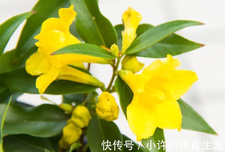 零下20度冻不死的茉莉,每年开2季,一次开3月,比香水还香