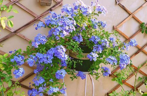 月季花|秋天扦插“4种花”，易生根，爱生长