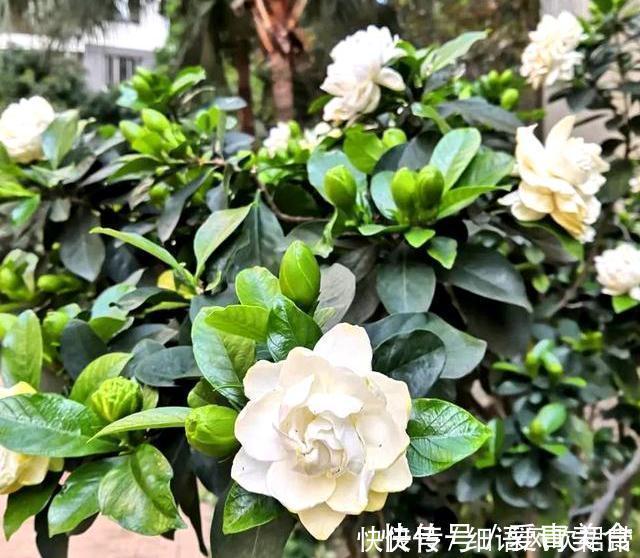 阳台养此3种花太合适,不但漂亮,繁殖还容易,一年就成养花大户