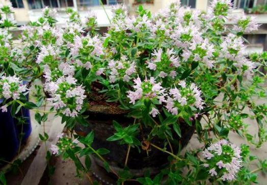 犯愁养花还是种菜别选了,种植8种蔬菜盆栽看着五颜六色